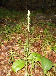 Image result for Holothrix longiflora