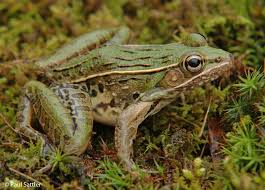 Image result for Leptochloa obtusiflora