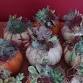 Succulent Pumpkin Centerpiece event image