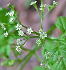 Image result for Oxyanthus goetzei