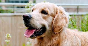 Check spelling or type a new query. Golden Retriever Rescues In Virginia Adopt A Golden Retriever Near You Golden Hearts