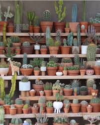 See more ideas about cactus, cacti and succulents, succulents. Succulents Vs Cacti What S The Difference Succulent City