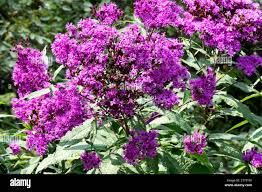 Image result for Vernonia auriculifera