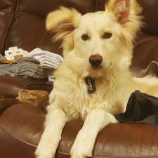 How to rehome a Great Pyrenees boxer mix with anxiety?