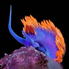 This nudibranchs diet consists of a species of hydroid, that contains a pigment called astaxanthin which is what makes them so vibrant! Spanish Shawl Nudibranch Photograph By Antonio Busiello