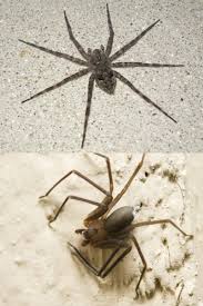 The chilean recluse spider is a venomous spider closly related. Myth Vs Fact Was That Spider Really A Brown Recluse