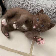 We did not find results for: Cat Has Four Kittens With Rare Brown Coat And Kind Family To Help Them Thrive Love Meow