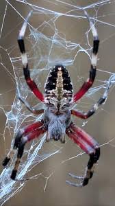 Image result for Neoschumannia