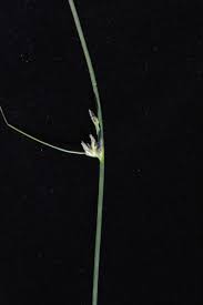 Image result for Schoenoplectiella