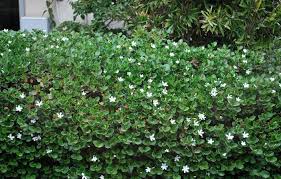 Image result for Carissa