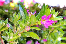 Image result for Cuphea