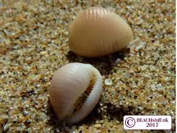 Identifying Shells