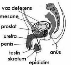 S11 Paranormal Oteki Alemle Iletisim