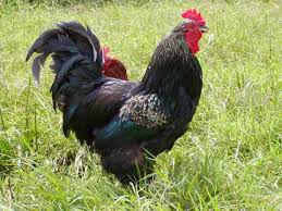 The jersey giant is known as a calm and docile breed with an even temperament. Jersey Giant Pictures Video Information And Chicks