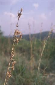 Image result for Cymbopogon nardus