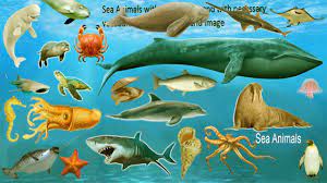 Sea Animals Name With Meaning Pictures Sea Animals Vocabulary Youtube