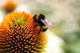 Check spelling or type a new query. Guide To Bee Friendly Plants Moral Fibres Uk Eco Green Blog