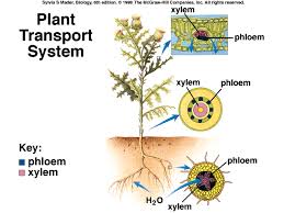 Plant Transport System Madere