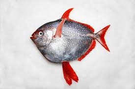 These are loaded with fresh ingredients and perfectly seasoned plump fish. Opah Moonfish Kai Gourmet