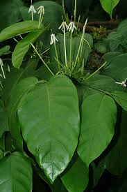 Image result for Oxyanthus strigosus