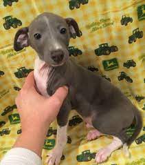 Italian Greyhound Puppies For Sale In Kansas Nebraska Missouri Joyful Puppy Tails Italian Greyhound Puppies Greyhound Puppy Italian Greyhound