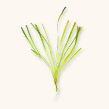 Image result for Vallisneria spiralis