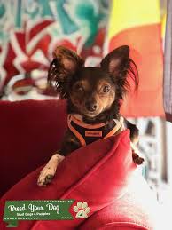 The mix of ingredients provides plenty of healthy protein, fiber, and vitamins, though it does not provide a complete nutrient profile for your dog. Stud Dog Long Haired Chihuahua Min Pin Mix Breed Your Dog