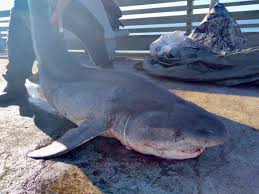 This paper describes the parasite community structure of the cape elephant fish or st joseph shark (callorhinchus capensis) caught off the west and south coast of south africa between 2010 and 2015. 7 Gill Shark Caught Off Ob Pier The World S Record San Diego Reader