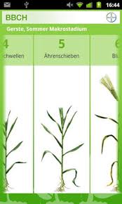 Phenological development stages of plants are used in a number of scientific disciplines (crop physiology, phytopathology, entomology and plant breeding) and in the agriculture industry (risk. Downloaden Sie Die Kostenlose Bbch Stadien Apk Fur Android
