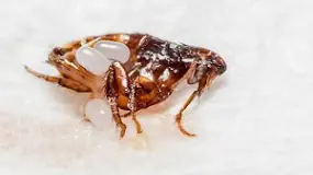 Image result