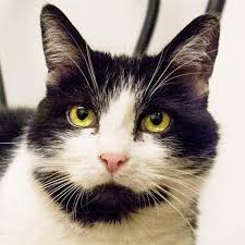 Susi Wurde In Einem Keller Gefunden Es Wird Vermutet Dass Sie Ausgesetzt Wurde Die Tierheimmitarbeiter Des Felidae Kleinti Weisse Katzen Kleine Tiere Katzen