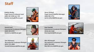 Daniel Sund Commercial Crustacean Biologist (360) 302-6372 Daniel.Sund@dfw.wa.gov  Katelyn Bosley Puget Sound Crustacean Lead (36