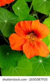 Image result for Tropaeolaceae