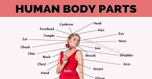 Rough surface due to the lingual. Body Parts Names 65 Proper Names For Human Body Parts Love English