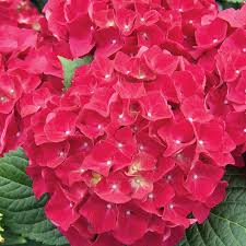 Image result for Hydrangea macrophylla bela obrázek
