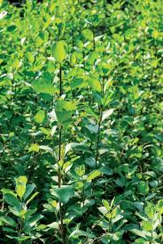 Yıl boyu yeşil kalan 7 bitki. Su Istemeyen Dis Mekan Bitkileri Susuzluga Dayanikli 19 Cicek Evim