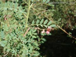 Image result for Indigofera colutea