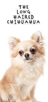 Ready to leave on 1st august 2021 when they will be 8 weeks old. Long Haired Chihuahua Dog Breed Information Center