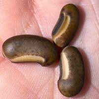 Image result for Sesbania brevipedunculata