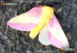 The rosy maple moth belongs to the moth family saturniidae. Rosy Maple Moth Dryocampa Rubicunda