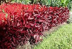 Image result for Iresine lindenii