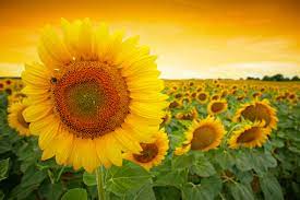 Sunflowers To The Rescue Farmers Almanac Sunflower Planting Sunflowers Sunflower Fields