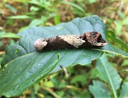 Check spelling or type a new query. Giant Swallowtail S Clever Protection Local News Daily Journal Com