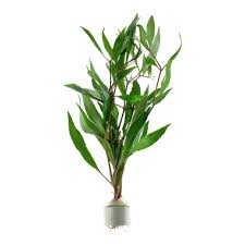 Image result for Hygrophila