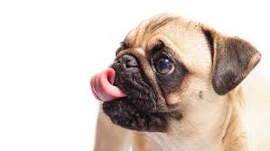 Dapatkan 100+ desain booth berkualitas untuk dipilih. Petements Desain Baju Buat Anjing Yang Populer Di Instagram