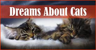 The person with whom the cat is fighting, he will become ill soon. Dreams About Cats What Does It Mean When You Dream About Cats