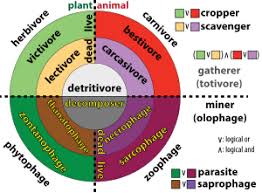 Trophic Level Wikipedia