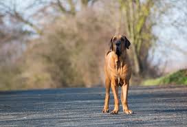 Fila brasileiro is a very interesting breed unlike any other. Fila Brasileiro Breed Information Characteristics Heath Problems Dogzone Com