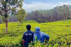 Salah satunya adalah perkebunan teh sukawana. Kebun Teh Sukawana Harga Tiket Masuk Spot Foto Terbaru 2021