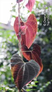 Image result for Dioscorea asteriscus